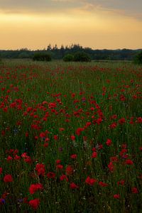 Ein wunderschönes Feld voller Mohnblumen an einem schönen Sommerabend.