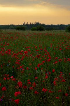 Een prachtig veld vol met klaprozen op een mooie zomeravond.