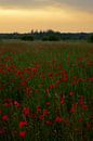 Een prachtig veld vol met klaprozen op een mooie zomeravond. van Jos Pannekoek thumbnail