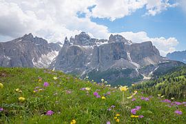 Alpenblumen in Südtirol, Blick zum Sella und Mittagstal von SusaZoom