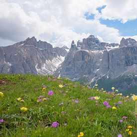 Alpenblumen in Südtirol, Blick zum Sella und Mittagstal von SusaZoom