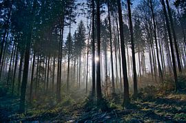 Mystischer Winterwald von Tanja Voigt