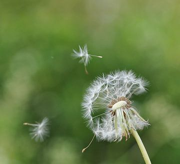 Paardebloempluis sur Hanney Bruijn Fotografie