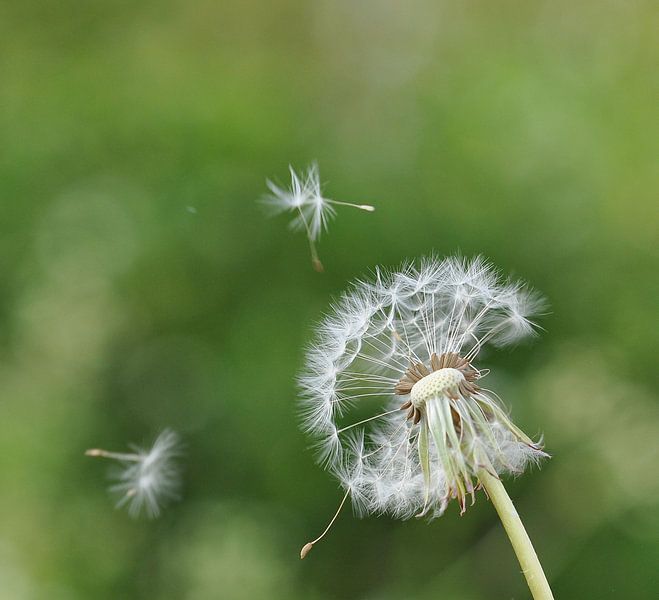 Paardebloempluis by Hanney Bruijn Fotografie