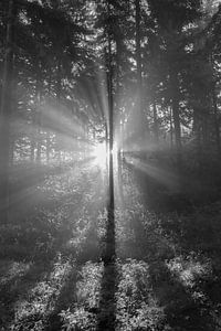 Zonnestralen in het bos sur Elroy Spelbos Fotografie