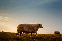 Sheep on the Dutch Lowlands