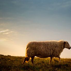 Sheep on the Dutch Lowlands by Erwin Plug