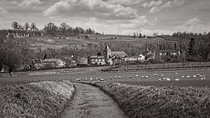 Schafe in Alt-Valkenburg