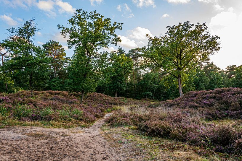 Hoorneboegseheide by Peter Veerman