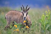 Chamois (Rupicapra rupicapra) Vosges, France
