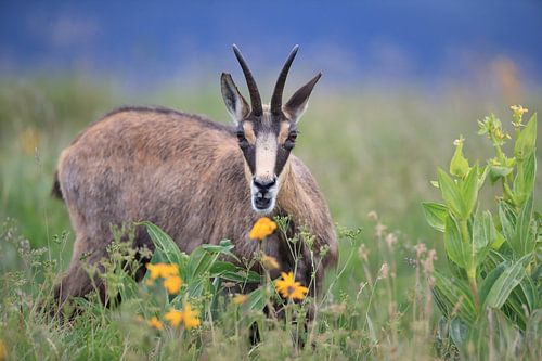 Gemzen (Rupicapra rupicapra) Vogezen, Frankrijk