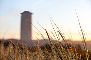 Gros plan sur l'herbe des dunes au lever du soleil