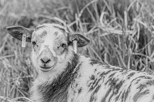 Agneau de fourrure, noir et blanc