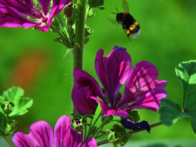 Hollyhock bezoeker van Edgar Schermaul