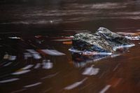 In the Flow