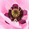 Close-up van een roze papaverbloem van Mustafa Kurnaz