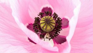 Nahaufnahme einer rosa Mohnblüte