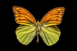 Ein Exotischer Schmetterling