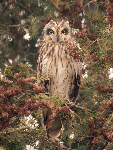 Stille blik van een velduil