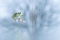 Orange tip on the cuckoo flower