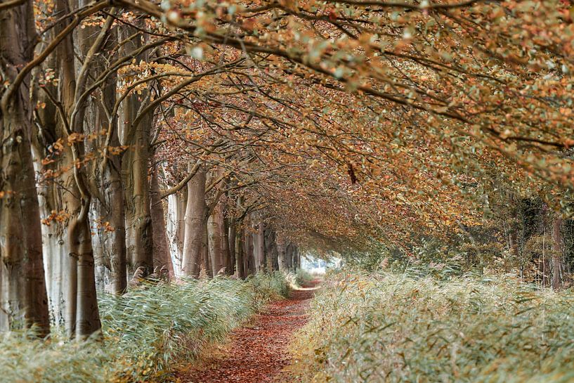 Holland Land Schaf von farshid sadeghi