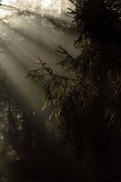 Kiefernzweig im magischen Morgenlicht