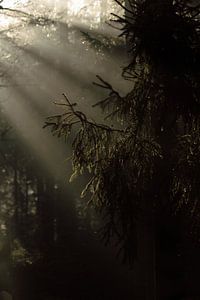 Kiefernzweig im magischen Morgenlicht
