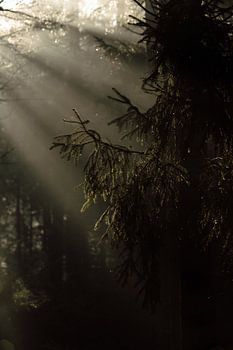 Kiefernzweig im magischen Morgenlicht