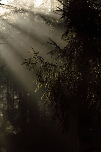 Kiefernzweig im magischen Morgenlicht von Jolijn Gommans