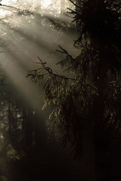 Kiefernzweig im magischen Morgenlicht von Jolijn Gommans