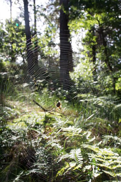 Spinnenweb von Mark Scholten