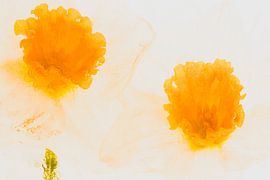 2 Lichte narcis in ijs van Marc Heiligenstein