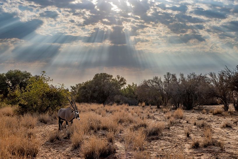 Oryx dans le lit d'une rivière en Namibie après le lever du soleil par Bas Ronteltap