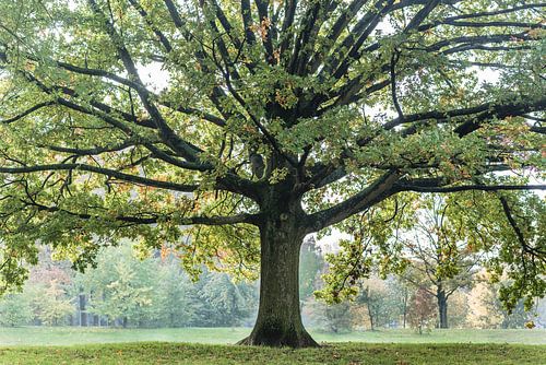 Boom in de herfst in een park in Den Bosch