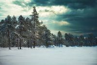 Pasvik Trilateral Nationalpark