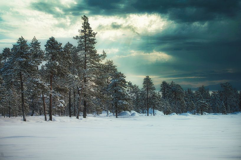 Parc national trilatéral de Pasvik par Kai Müller