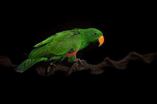 Green noble parrot by Elles Rijsdijk