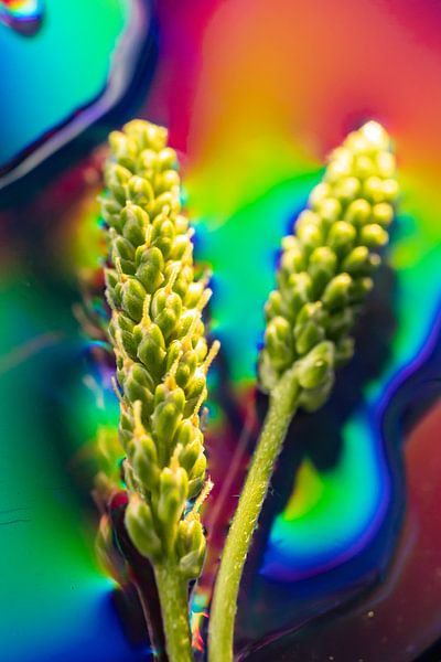 rainbow cereal 3 by Yvonne van den Hatert
