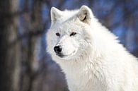 Arktischer Weißer Wolf von Renald Bourque Miniaturansicht