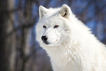 Arctic White Wolf by Renald Bourque