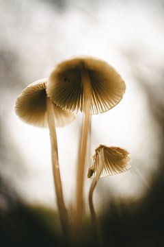 Paddenstoelen van Jan