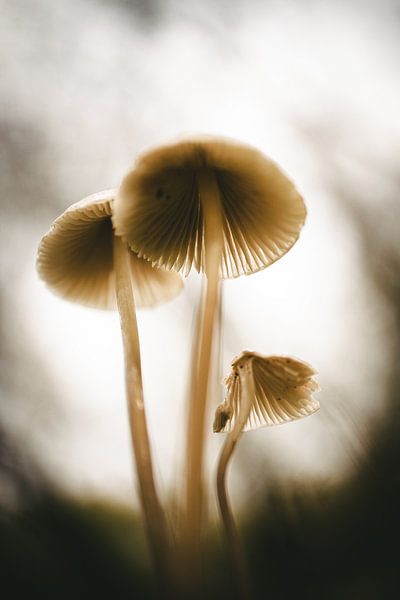 Champignons par Jan