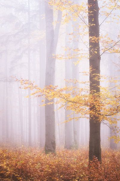 Les dernières feuilles dans la forêt par Tobias Luxberg