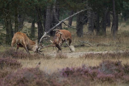 Bronstgevecht tussen twee grote edelherten