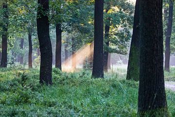 Forest at sunrise with beams of light by whmpictures .com