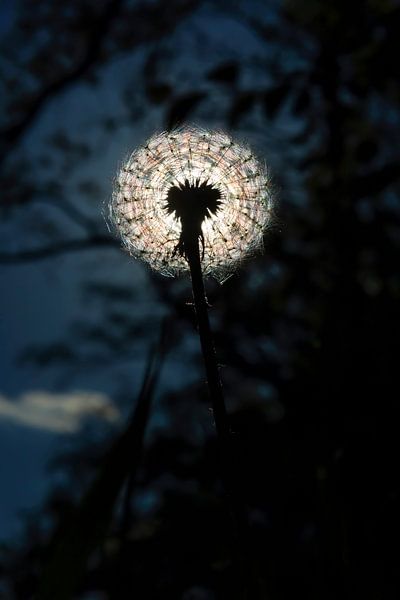 Pusteblume von Thomas Jäger