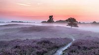Gasterse Duinen path and trees purple heather and fog by R Smallenbroek thumbnail