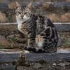 Griekse kat op stenen trap van Cor de Hamer