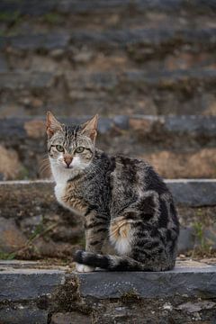 Griekse kat op stenen trap