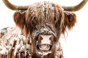 Schottische Highlander-Kuh im Schnee